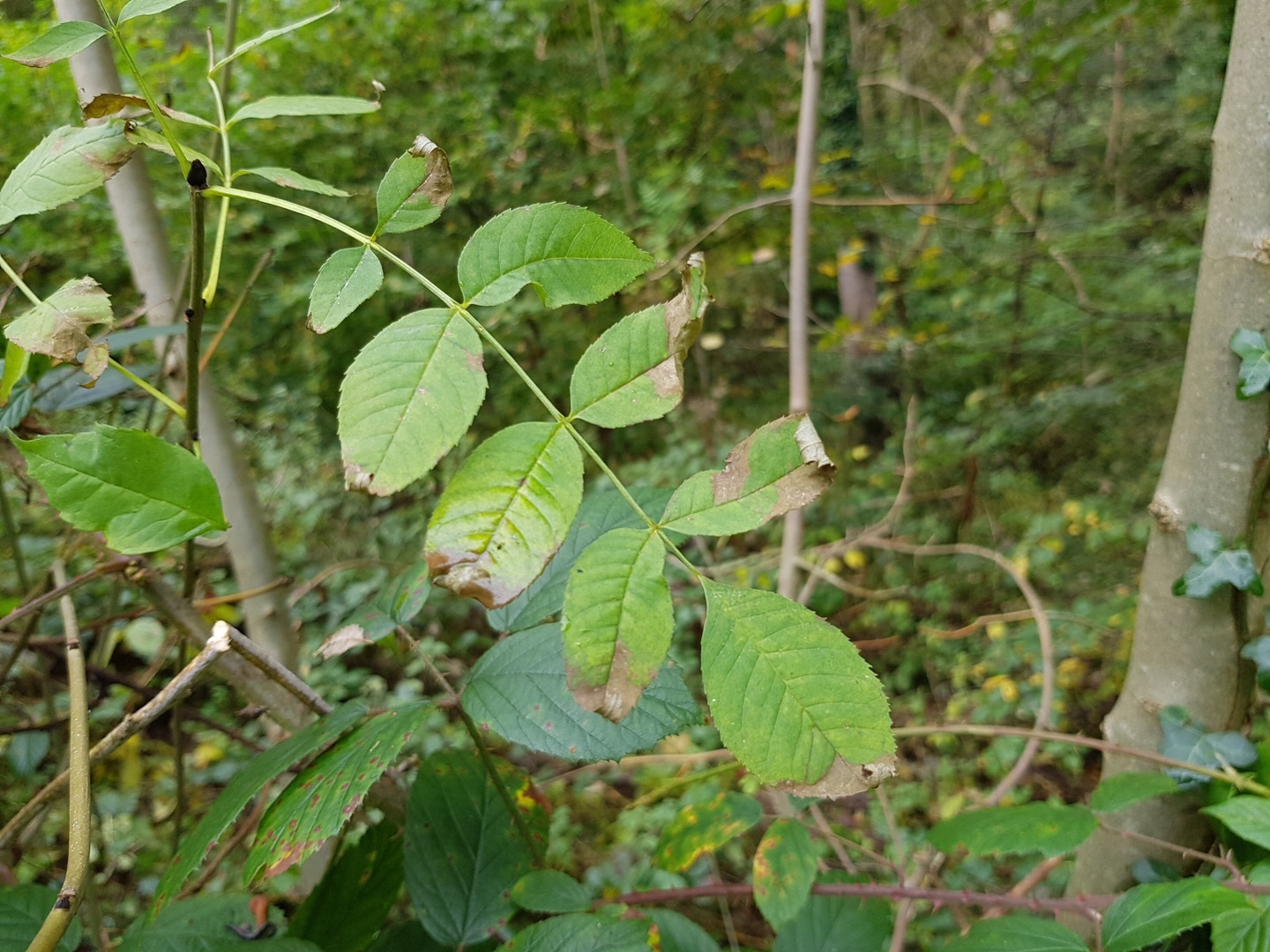 Ash dieback 1.jpg