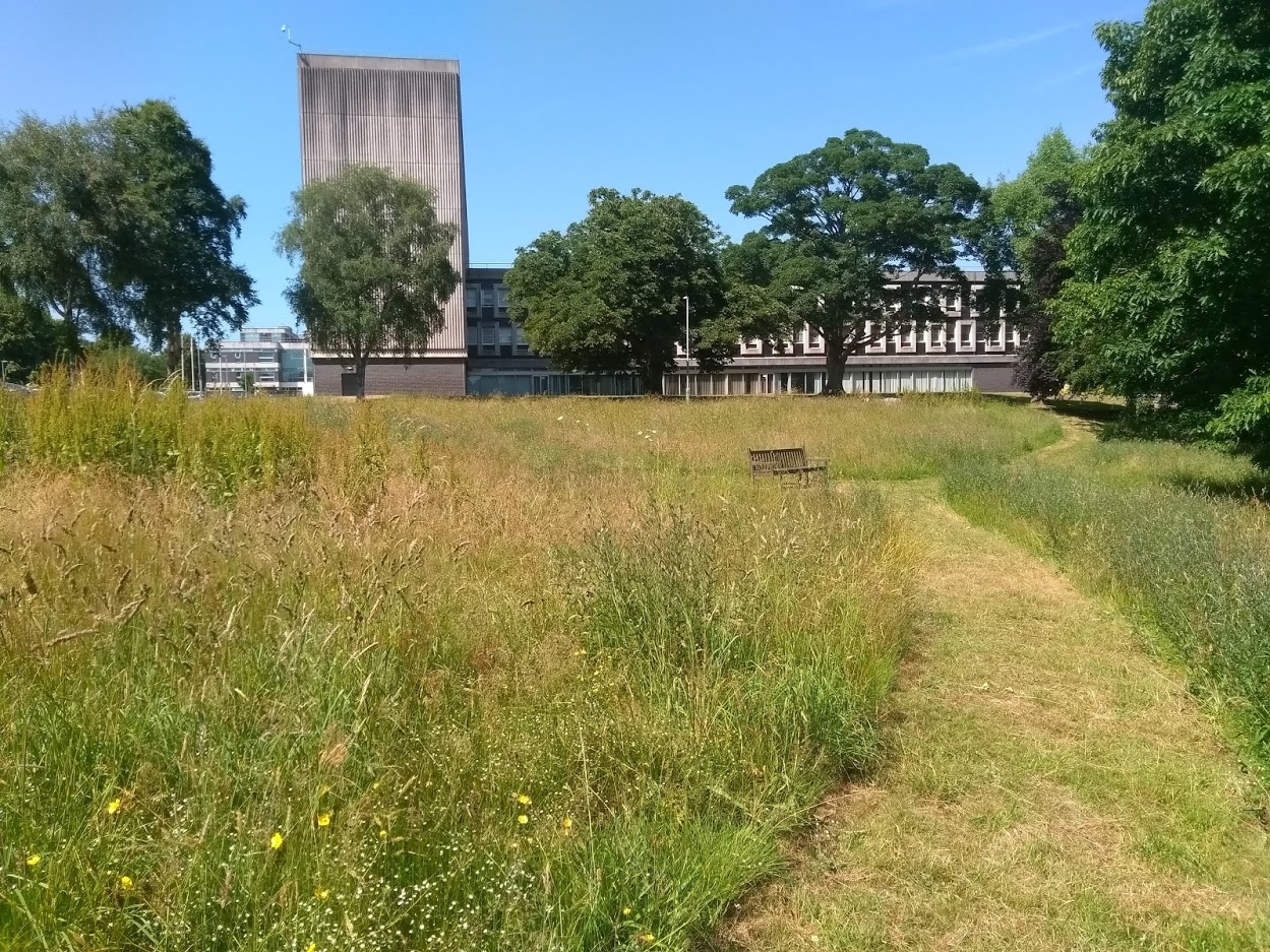 County Hall Coronation Meadow Summer 2019.jpg