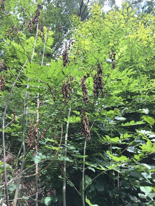 Ash dieback 1.jpg