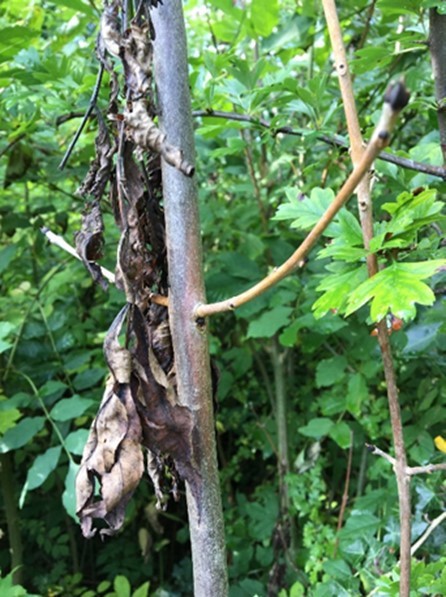 Ash dieback 2.jpg