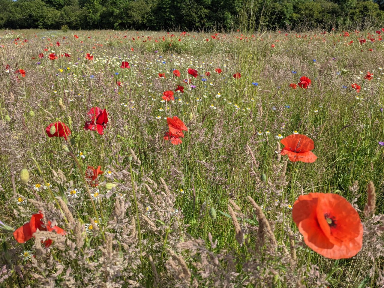 poppies dee park.jpg